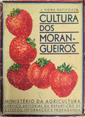 CULTURA DOS MORANGUEIROS.