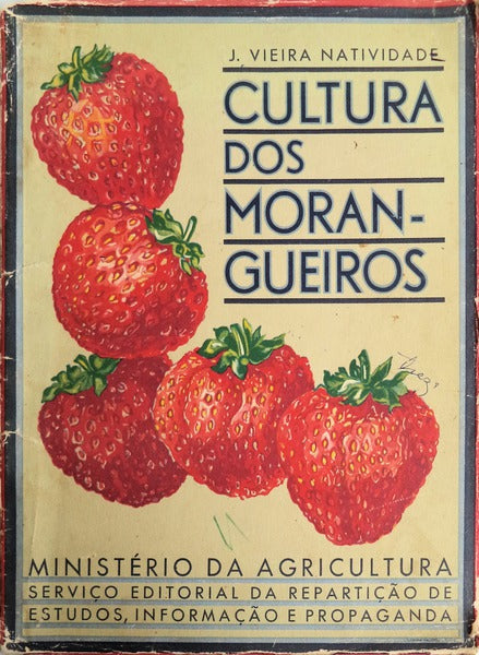 CULTURA DOS MORANGUEIROS.