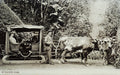 SOUVENIR OF MADEIRA. ALBUM NÂº 2.