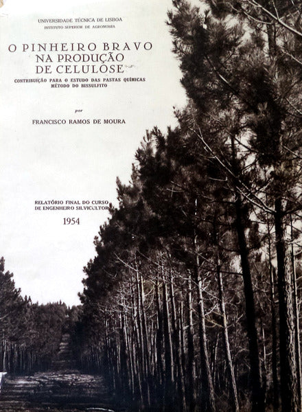 O PINHEIRO BRAVO NA PRODUÃ‡ÃƒO DE CELULOSE.