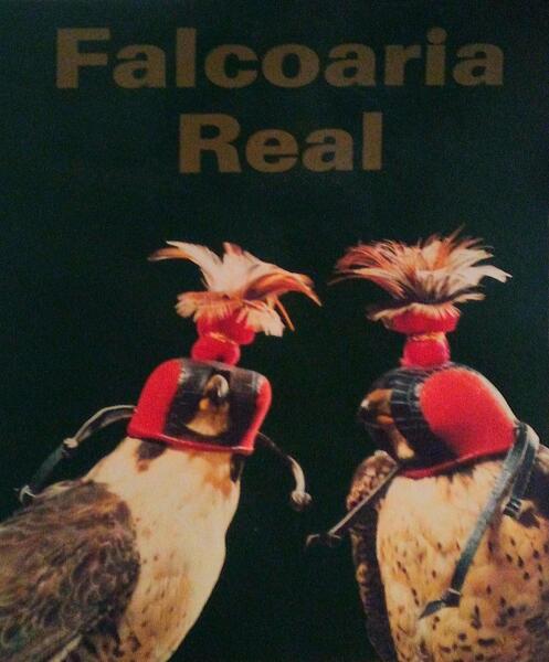 FALCOARIA REAL.