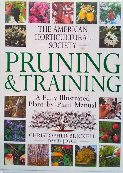 PRUNING & TRAINING.