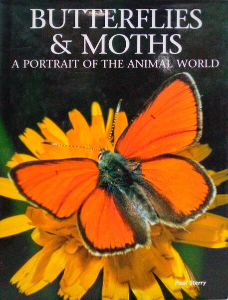 BUTTERFLIES & MOTHS.