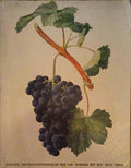SCIENCE ET VIN, N.Âº 6 - OCTOBRE 1959.