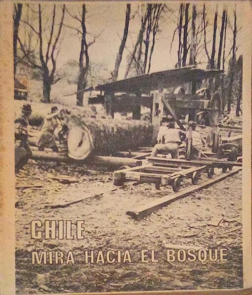 CHILE MIRA HACIA EL BOSQUE.