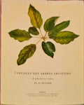 CARENCES DES ARBRES FRUITIERS.