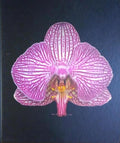 ORCHIDELIRIUM.