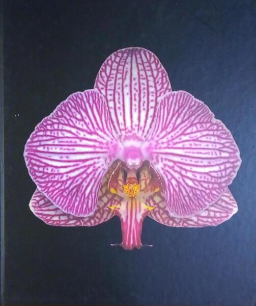 ORCHIDELIRIUM.