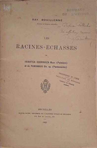 LES RACINES-ÉCHASSES DE IRIARTEA EXORRHIZA MART. (PALMIERS) ET DE PANDANUS DIV. SP. (PANDANACÉES). [DED. AUTOR]