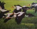 AVES DA GORONGOSA | BIRDS OF GORONGOSA.