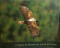 A ÁGUIA DE BONELLI NO SUL DE PORTUGAL.